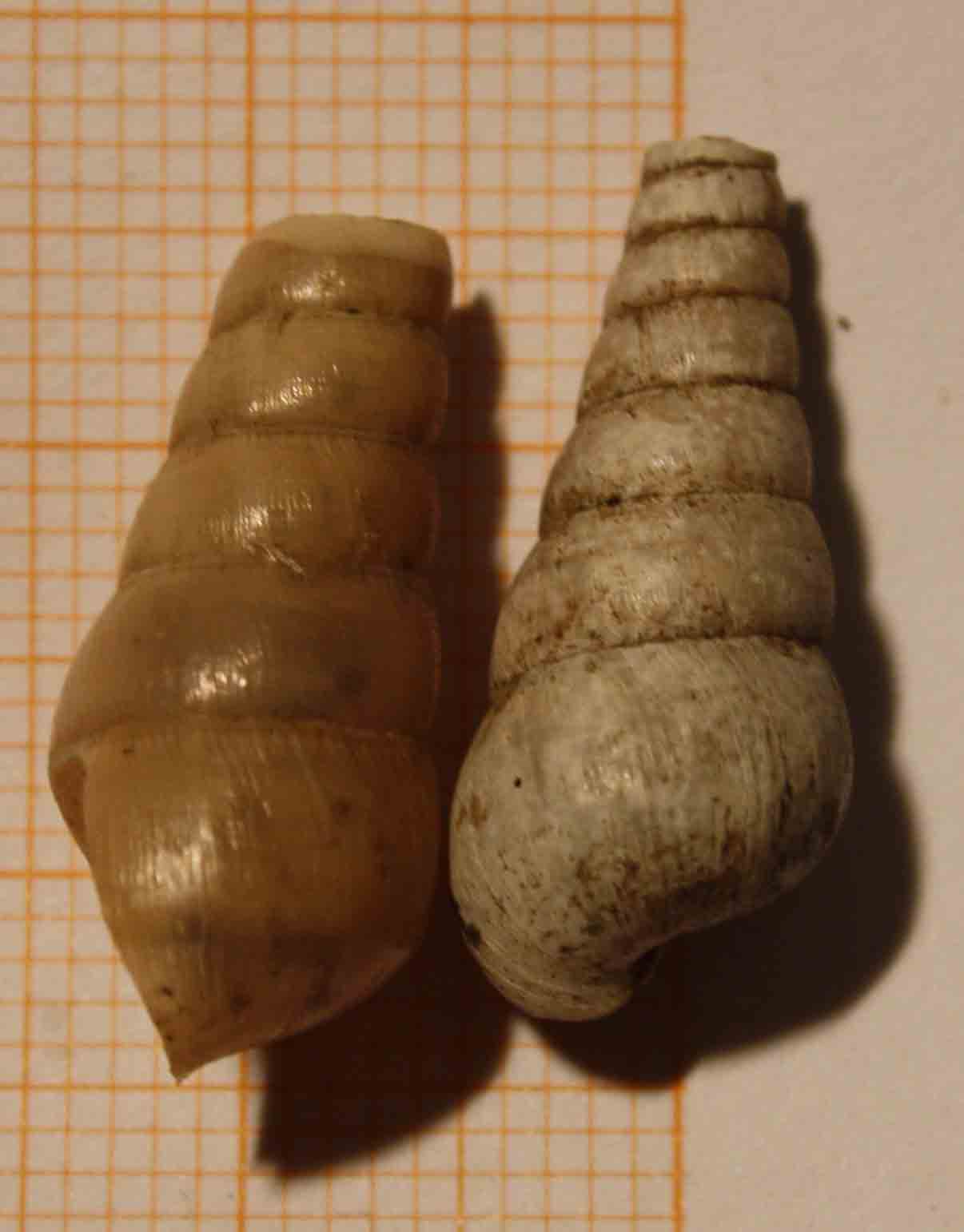 rumina decollata?